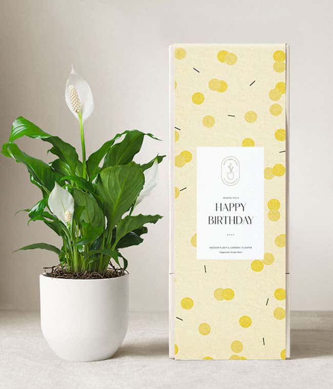 Lula's Garden &reg; Birthday Peace Lily Plant 