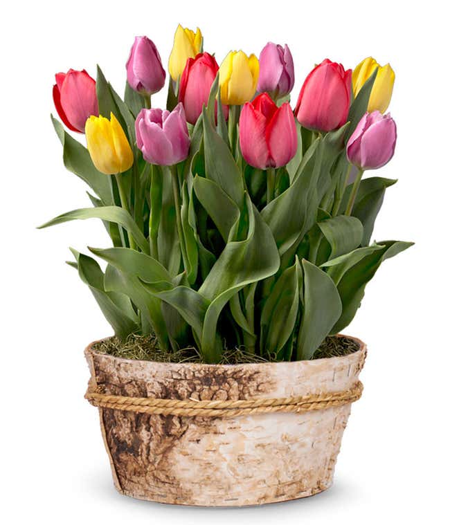 Rainbow Tulip Bulb Garden